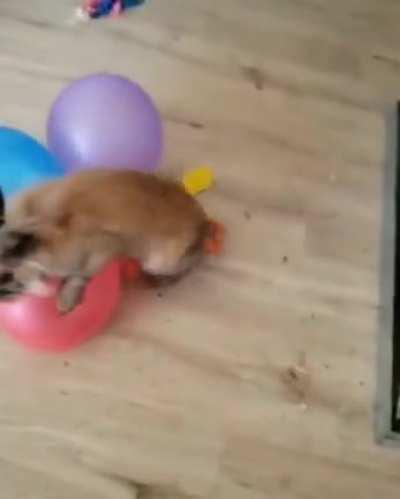 Чпок чпок чпок чпок за 13 секунд