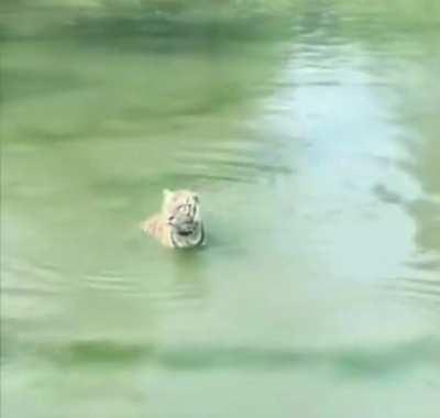 Tiger might be stealthy, but duck is a shinobi