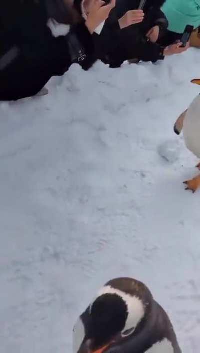 Stars on white Carpet for new movie premiere 