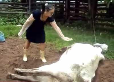 Never go in kicking distance of a bovine animal