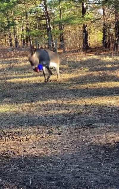 Just a happy donkey with a ball