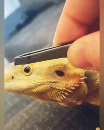 Cleaning of bearded dragon nostrils!