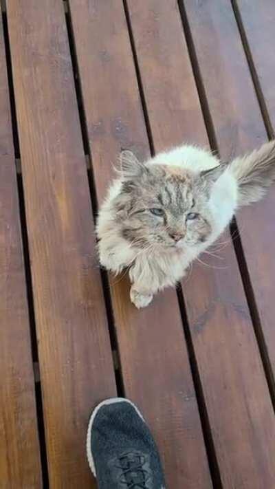 This polite old man greeting us when we arrived at our Airbnb this past weekend. The host was nice enough to leave food for him so we could feed him later.