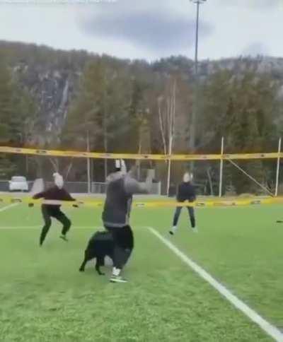 Doggo Plays Volleyball