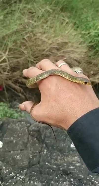Which is this snake my friend caught