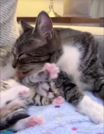 This is what cat mother care looks like 😻