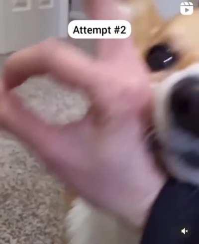 Good Doggo Trying Hard