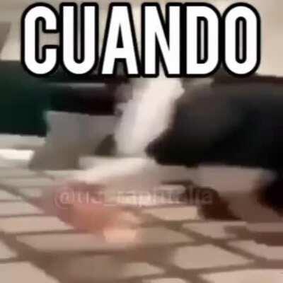 EL CHAPO DEL 8 IS BASED 😳😳😳😳