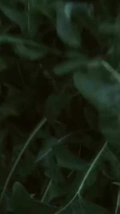 This is the Briggs Rauscher chemical reaction, one that is quite rare