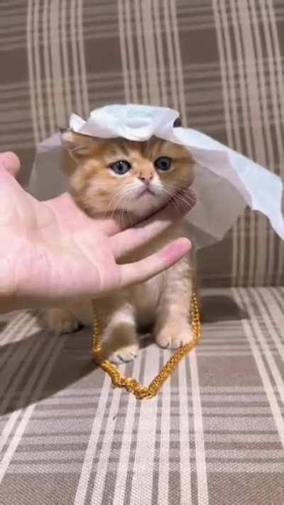 FIFA baby challenge gogogo!! 😻