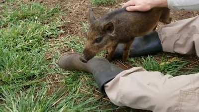 I hope all of you fellow Vegans are having a safe and happy week. Please stop by and welcome our newest rescue!