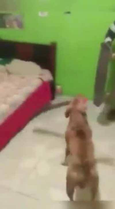 Attacked by a swordsman dog