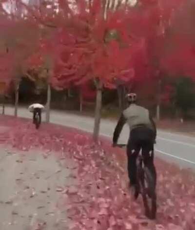 WCGW while sliding on leaves