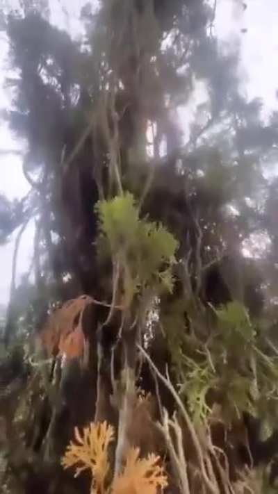 Squirrel want to show her newborn babies to her rescuer