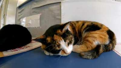 When you stroke a cat sleeping in the waiting room, it makes a small 