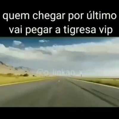 Tigresa não plmds
