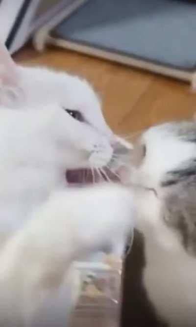 Cat got your tongue?