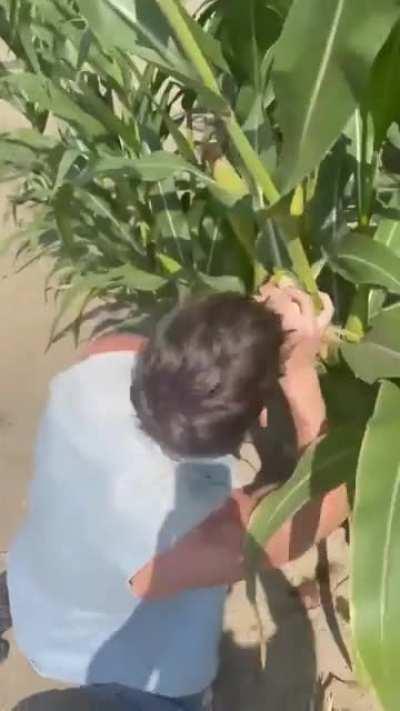 simplemente un chico de Palermo cosechando choclo en la huerta del tío