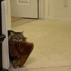 My mom adopted a cat that brings her slippers to her every morning. I didn’t believe her until she got it on camera finally
