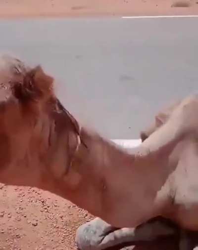 Truck driver provides water to thirsty camel in the middle of desert.