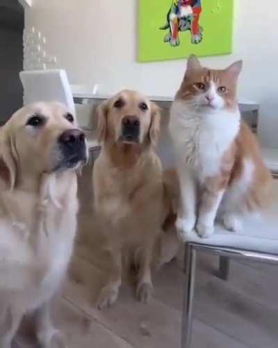 One for all and all for one!