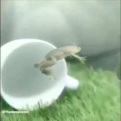 Frog gets fucking abducted by aliens and fucking dies