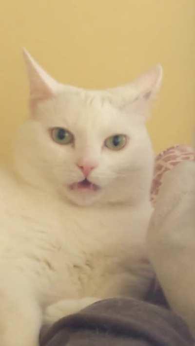 Let me smell this sock