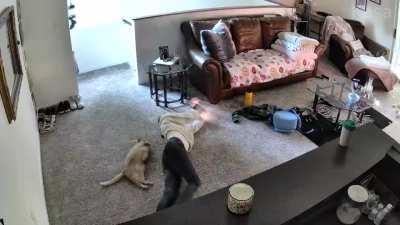 Sometimes you gotta cuddle roll *with* the cat