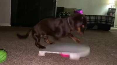 Demon Dog, the guard of peep peep