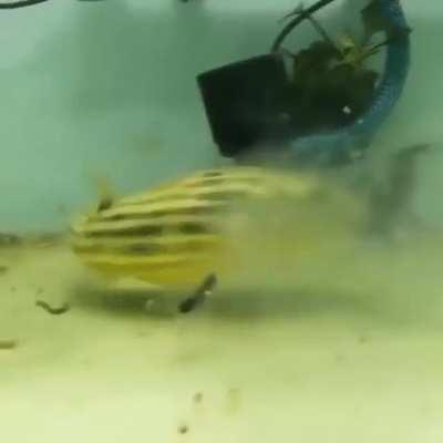 Fish devours whatever is on its way (Cross post from r/CrazyFuckingVideos)