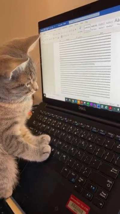 My cat is committed to writing the next Great Feline Novel
