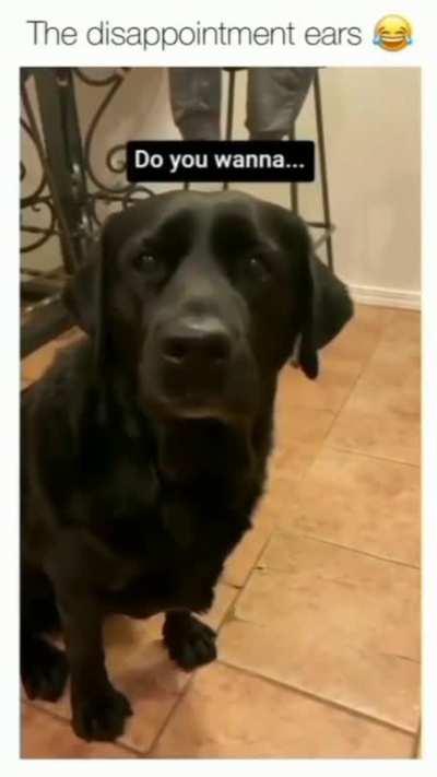 I've never identified with a dog so much