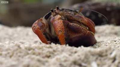 Crabs Trade Shells in the Strangest Way