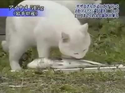 Japanese TV show a competition between stray cats to see which one can deadlift the heaviest fish 🐱🐟 