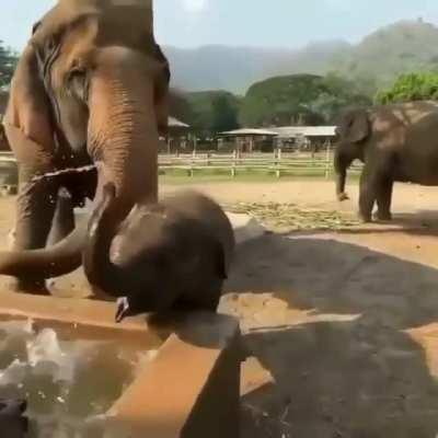 “Hey mum, look what I can do with my nose noodle!” 🐘
