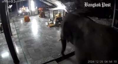 🔥 Elephant interrupting a monk meditation session