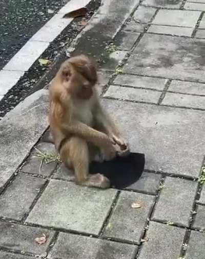 Тем временем, масочный режим добирается до животного мира😂