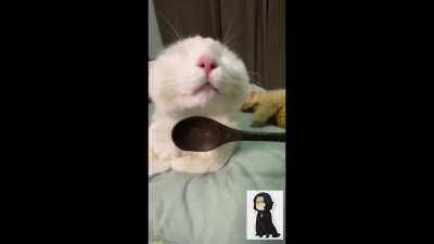 Severus Snape is dealing with pet cats!