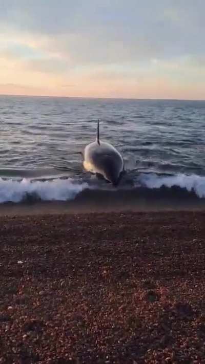 La orca de nombre Auka se acercó a la orilla a curiosear y posó para la foto en Península Valdés