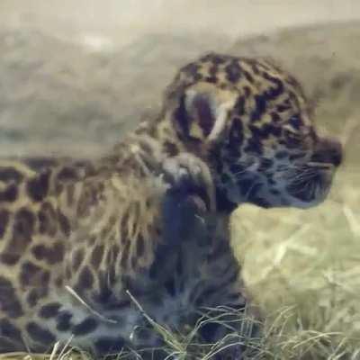 Mama shows off her baby to the world