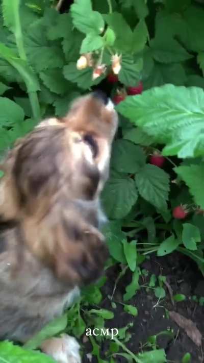 The little guy is quite good at eating