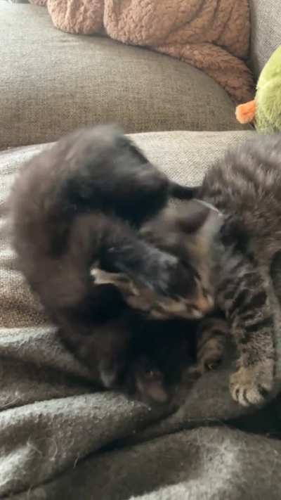 Cranberry is so mean to Turkey 