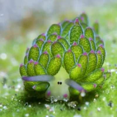 Sheep leaf sea slug