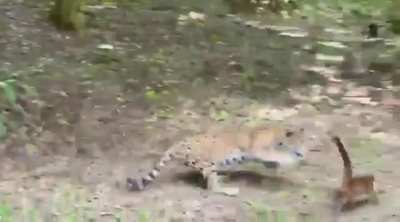 A nice surprise at Tikal National Park, Guatemala.