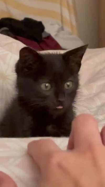 Smollest stray kitten on the block