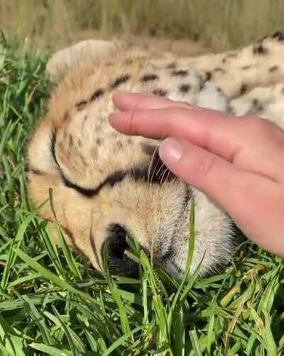 another forbidden boop that was done despite its forbiddenness