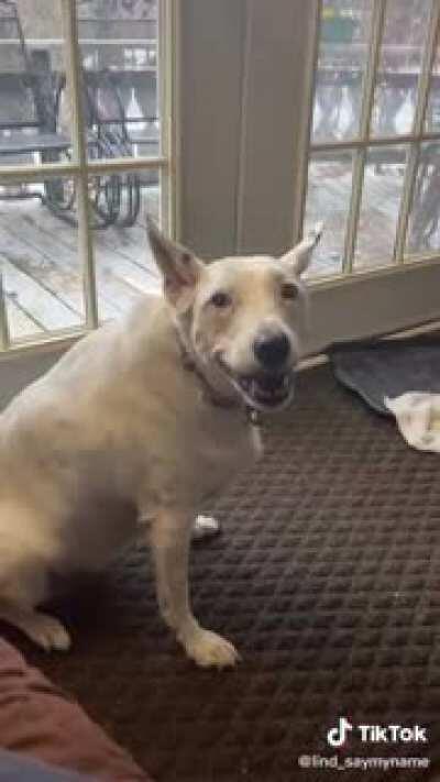 Maybe an audio driver issue?