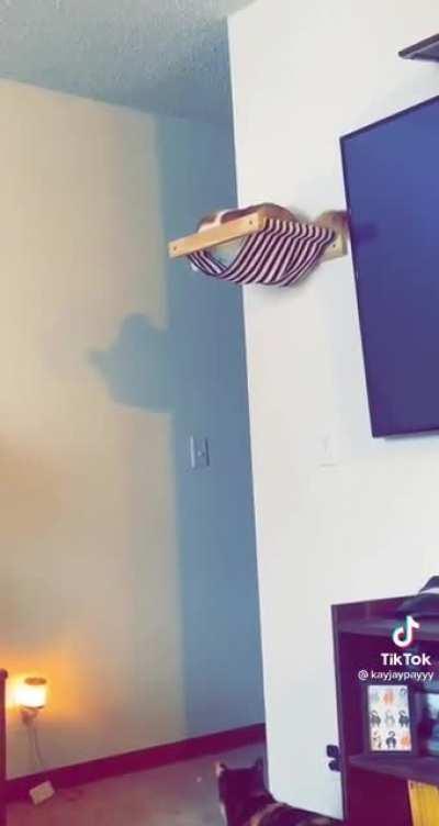 Perfectly catlculated and perfectly executed!