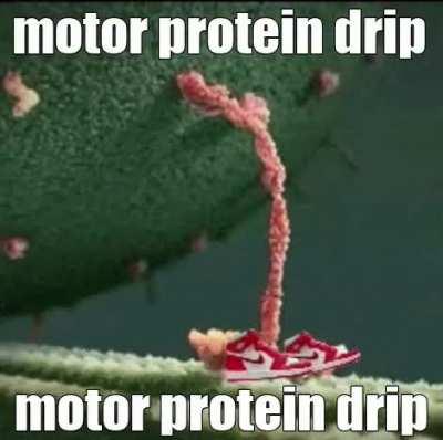 i want a pet motor protein