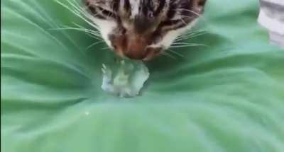 Wunk dinks a plants entire supply of water